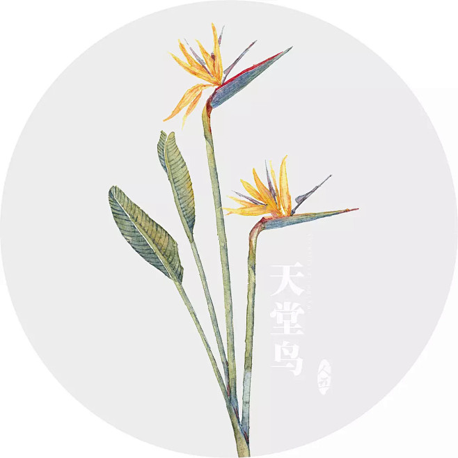 天堂鸟