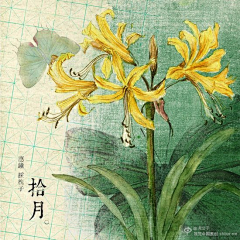 董兮玉采集到素材