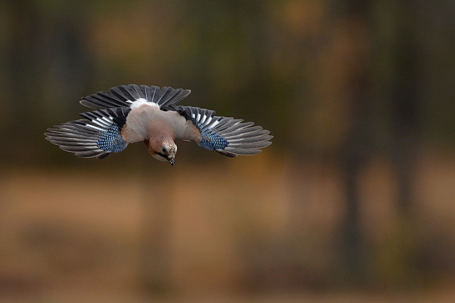 松鸦 Garrulus glandari...