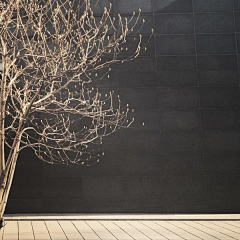 桐花万里晴空采集到朋友圈头像背景