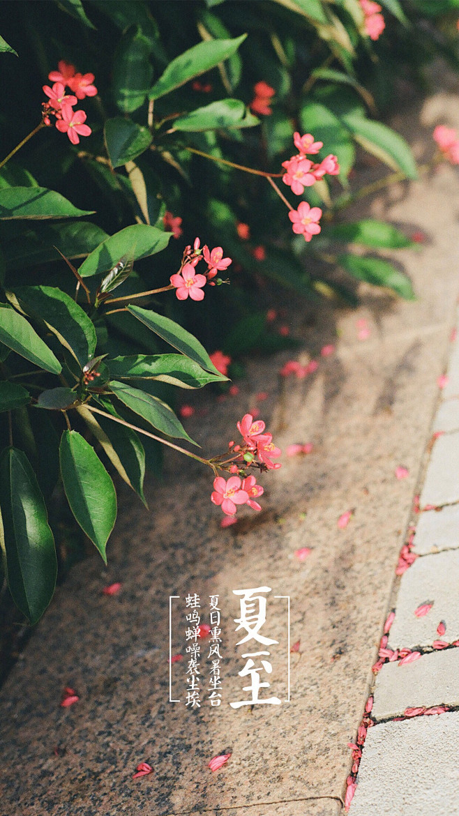 夏日熏风暑坐台，蛙鸣蝉噪袭尘埃。——夏至