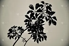 剪影的树叶与天空背景照片