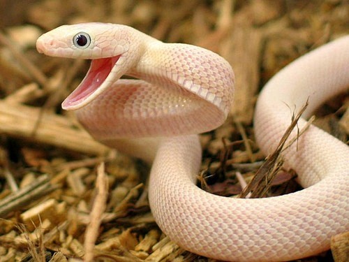 leucistic texas rats...