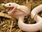 leucistic texas ratsnake