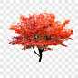 红枫树装饰图案PNG图片➤来自 PNG搜索网 pngss.com 免费免扣png素材下载！