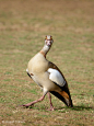 埃及雁 Alopochen aegyptiaca 雁鸭目 鸭科 埃及雁属
a goose with an attitude by Assaf Cohen on 500px