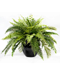 Shop Premier Silk Fern Plants at Silkflowers.com