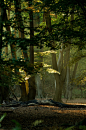 bonitavista:



Epping Forest, England


photo via julie
