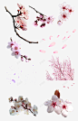 浪漫樱花千姿百态粉色花瓣动植物壁纸动植物壁纸高清素材 平面 设计图片 免费下载 页面网页 平面电商 创意素材 png素材