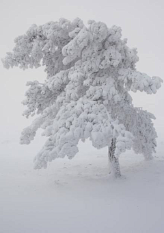 安之若素◆采集到会有雪精灵的地方