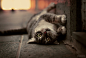 Street cat on Behance