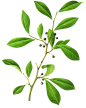 山苍子
