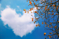 Photograph Like heart? by Hanson Mao on 500px