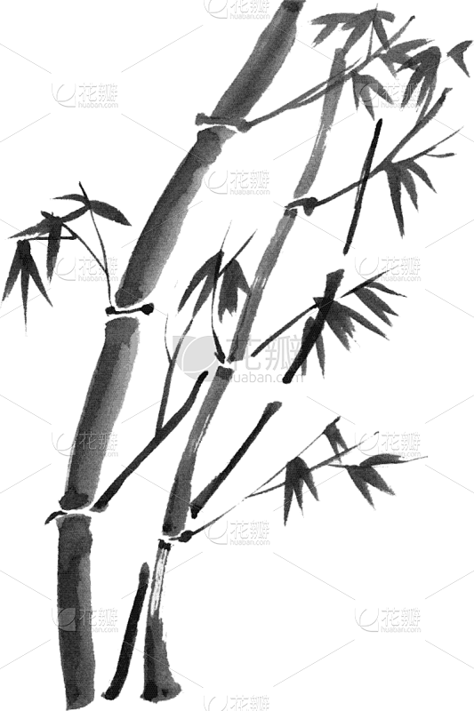 分离着色,竹,枝,水彩画,母球,华丽的,传统,植物群,植物,剪影