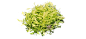 彩叶草3