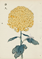 from Art of the Japanese Chrysanthemum