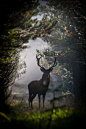 Dan Ravnborg在 500px 上的照片Red Deer Stag