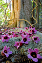 Tropical Flowers, Bunya Mountains, Australia 
photo viavisittheworld