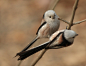 银喉长尾山雀（学名：Aegithalos caudatus）是雀形目山雀科的鸟类。全长约14cm。头顶黑色具浅色纵纹，背灰尾长，黑色并具白边。栖息于山地针叶林或针、阔混交林中，繁殖期外结成小群至大群，常见于树冠或灌丛顶部，捕食空中的昆虫。 为中国东北、华北