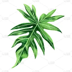 水彩画蕨类绿叶，棕榈叶孤立在白色背景上。水彩手绘插图热带异国树叶为墙纸复古夏威夷风格图案。剪切路径。