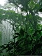 Tip-Toe Through the Tree-Tops: Monteverde Cloud Forest, Costa Rica …