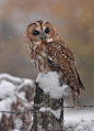 灰林鸮 Strix aluco 鸮形目 鸱鸮科 林鸮属
Tawny Owl by Ronald Coulter on 500px