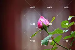 玫瑰 景观 花卉背景 诗 青岛 大自然 花壁纸 植物 花