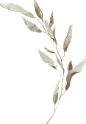 水彩清新花卉植物LOGO图标婚礼海报装饰透明免抠PNG图案装饰素材 (62)