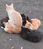 7只猫咪压马路