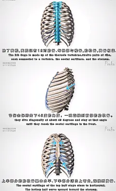 胸腔图片大全-胸腔高清好看的图片--花瓣破碎的纯白的画板
