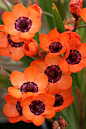 ✯ Sparaxis Elegans