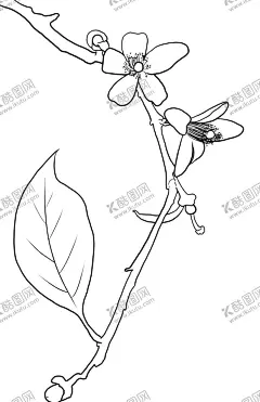 橘子花 【酷图网】皇帝柑花,橘子花,橙子花,沃柑花,水果花,砂糖橘花,茶籽柑花,柑橘花,金桔花,手绘橘子花,线描橘子花