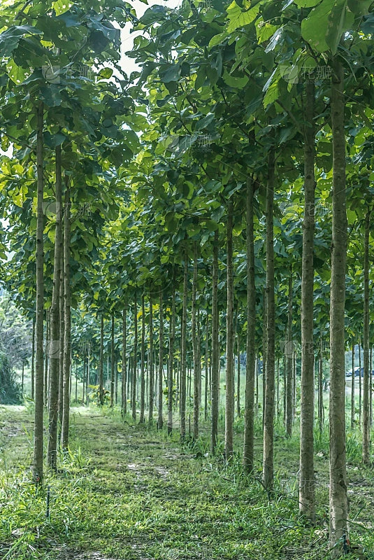 柚木种植园素材-花瓣网