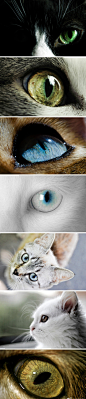 [猫眼] 猫眼