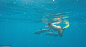 夏威夷女子将在大海中生产 海豚当“接生婆”_新闻_腾讯网