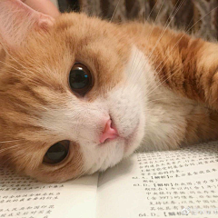 Tr不完美小孩采集到猫