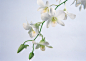 白色,花,兰花,花朵,摄影_122663317_Orchid_创意图片_Getty Images China