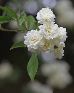 坤🌺采集到植物