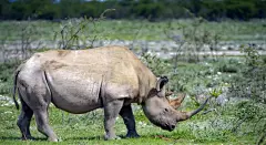 犀牛大型动物摄影素材