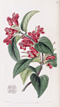 Aeschynanthus miniatus. Vermillion Aeschynanth. Edwards's Botanical Register vol. 32  (1846) [Sarah Ann Drake] | 相片擁有者 Swallowtail Garden Seeds