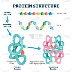 蛋白质结构矢量图。标记氨基酸链分子。