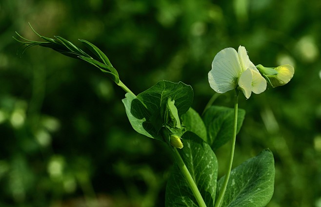 豌豆苗花