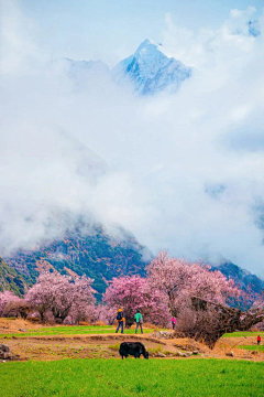 胖兮ゞ采集到风景