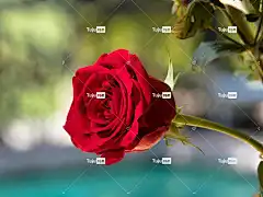 花 自然 花瓣 玫瑰 玫瑰花 花卉背景 美丽的花朵 花壁纸