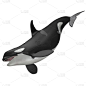 逆戟鲸,海豚,鲸,哺乳纲,野生动物,无人,2015年,动物,巨大的,方形画幅
