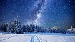 冬季，森林，树木，雪，草地，天空，自然风光桌面壁纸