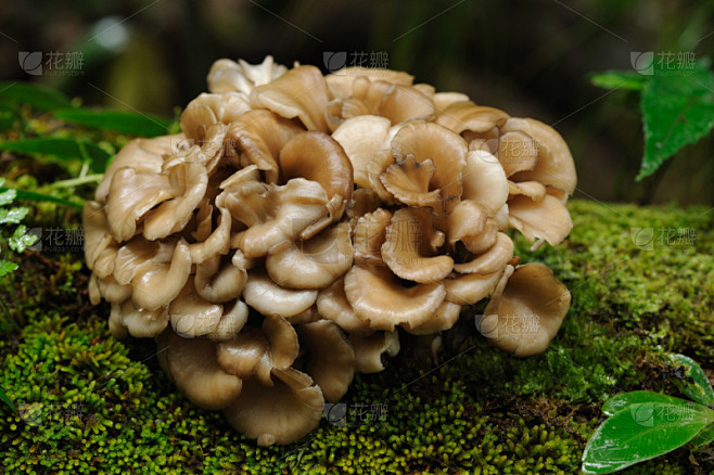 舞茸蘑菇,自然,饮食,褐色,水平画幅,绿色,无人,蘑菇,草药,树林