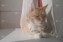 红橙条纹的白猫坐在窗台窗帘上。有经验的聪明老猫在晒太阳