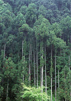 红曲采集到山水