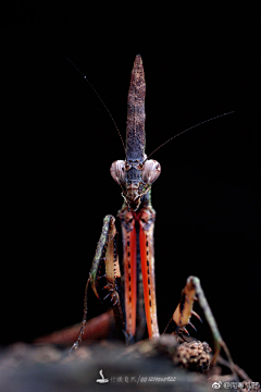 guoce采集到生物